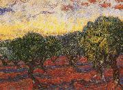 Vincent Van Gogh Olive Grove Spain oil painting reproduction